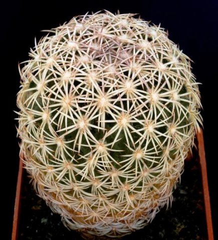 Sclerocactus_erectocentrus